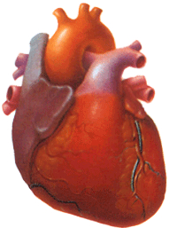 Сердце. Эффективное лечение болезней сердца капиллярными скипидарными ваннами с Живичными тониками Доктор Мазур